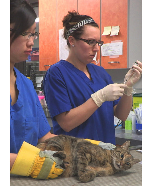 The Challenges of Giving Shelter DVD